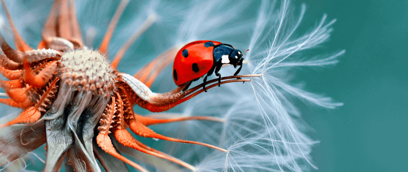 Images to Set You Apart featured image